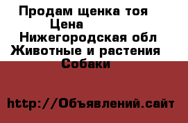 Продам щенка тоя  › Цена ­ 7 000 - Нижегородская обл. Животные и растения » Собаки   